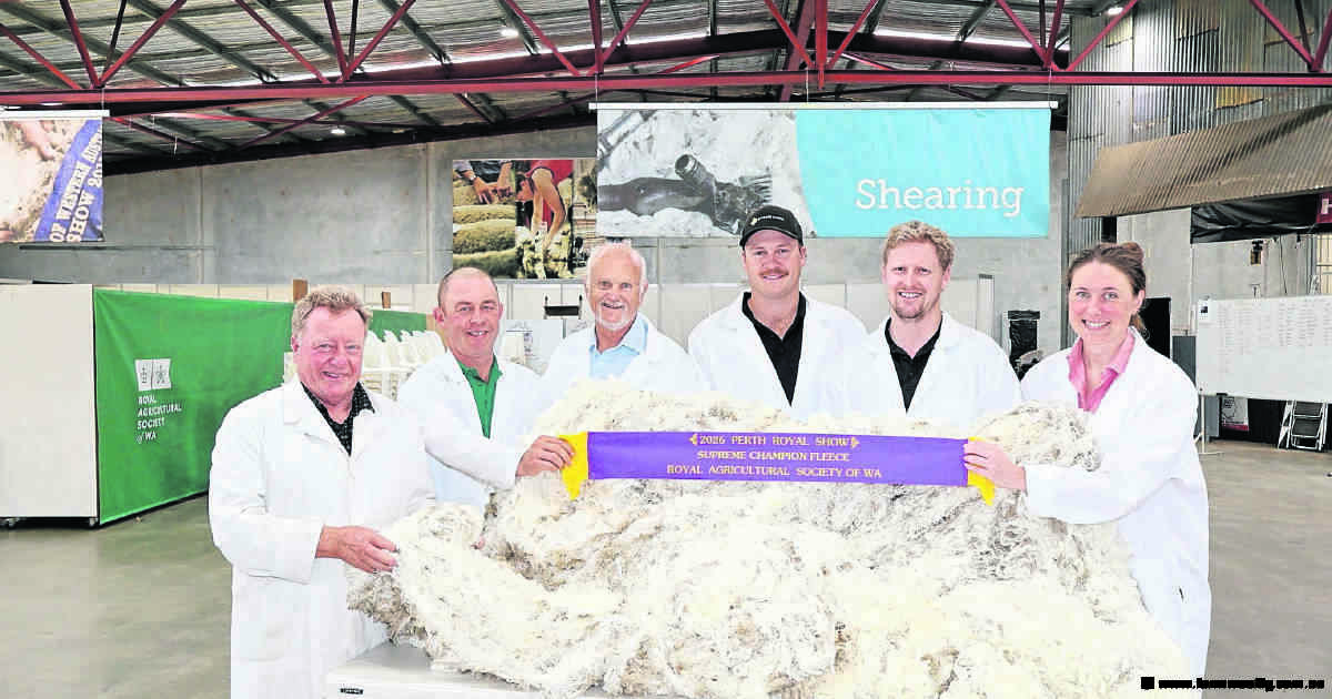 Westerdale Poll Merino stud's fleece reigns supreme at Perth Royal Show