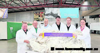 Westerdale Poll Merino stud's fleece reigns supreme at Perth Royal Show
