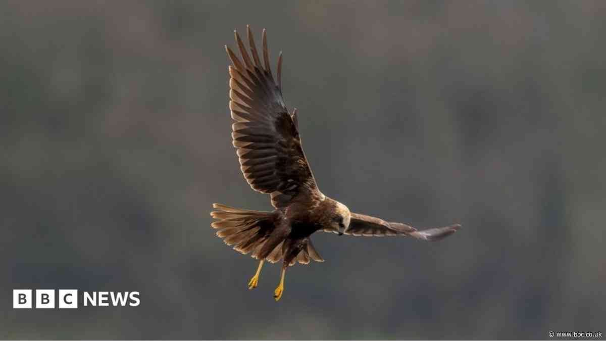 Appeal after protected bird of prey found shot