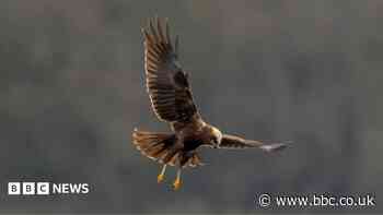 Appeal after protected bird of prey found shot