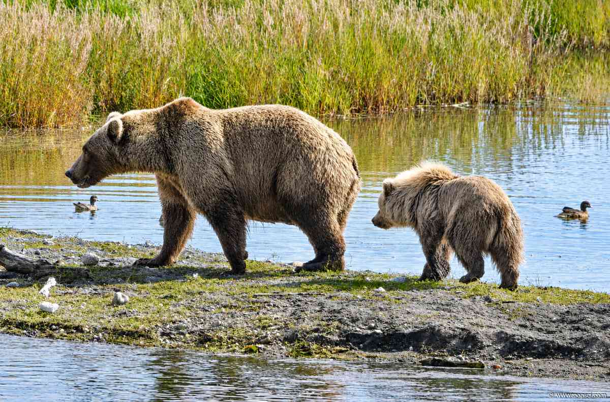 Record-setting Fat Bear Week turnout overloads voting site