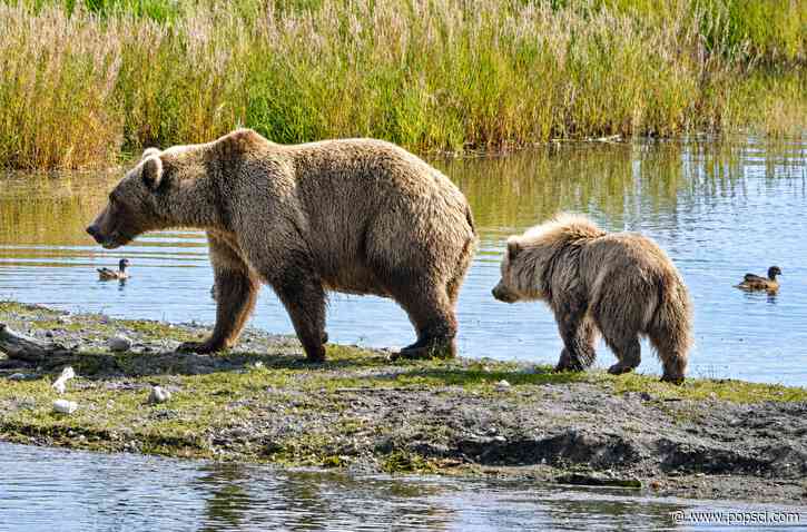 Record-setting Fat Bear Week turnout overloads voting site