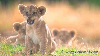 Five rare Northern African lion cubs explore their outdoor paddock at UK zoo for the first time