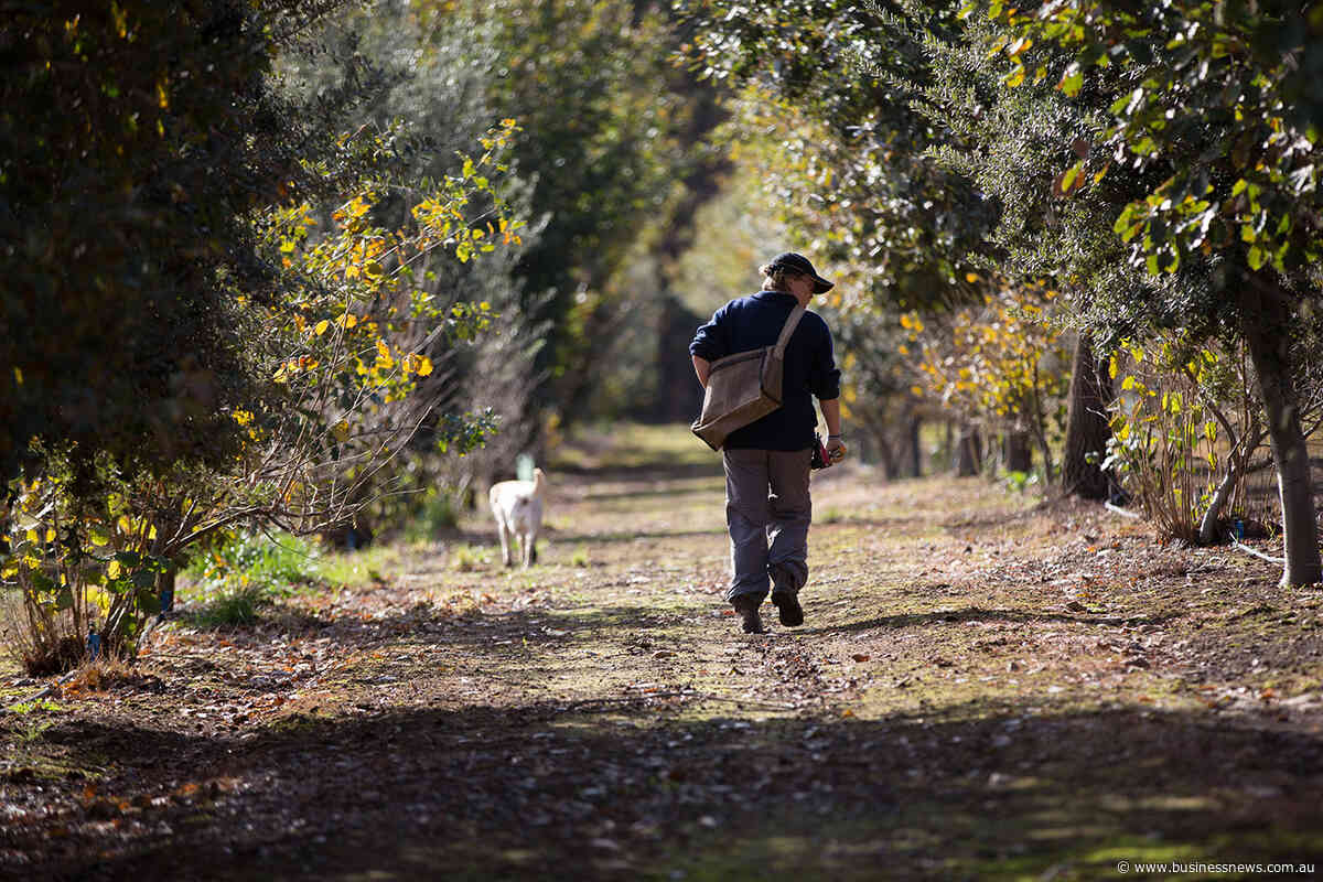 Government funding for Southern Forests Food Council ends