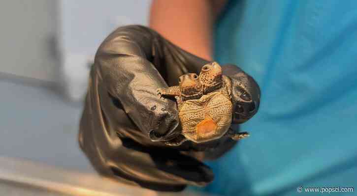 Tiny two-headed turtle found in Cape Cod