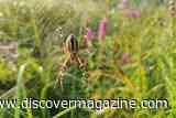 Wasp Spiders That Eat Their Mates Are Spreading North Across Britain