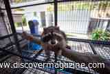 Orphaned Baby Raccoons Learn to Fish, Swim, and Climb at Survival Boot Camp Before Returning to the Wild