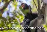 These Lemurs Have a Haunting Call and May Use Vocal Tricks Similar to Opera Singers