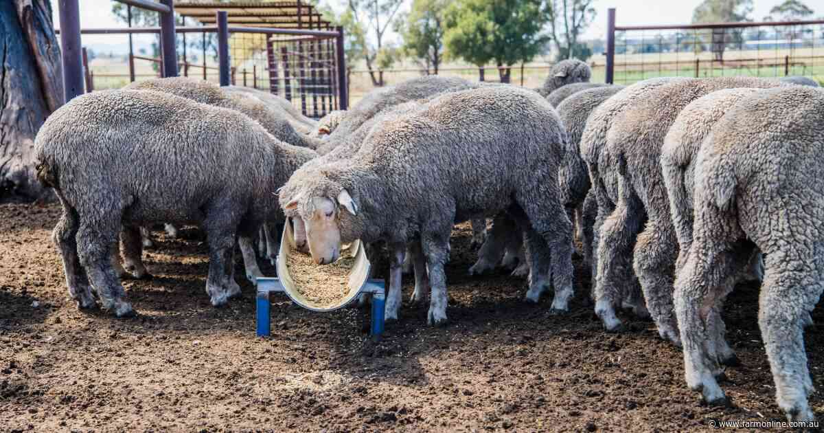 Want to finish lambs no matter the season? It's time for an on-farm feedlot