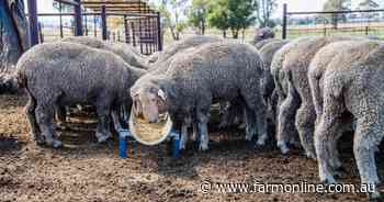 Want to finish lambs no matter the season? It's time for an on-farm feedlot