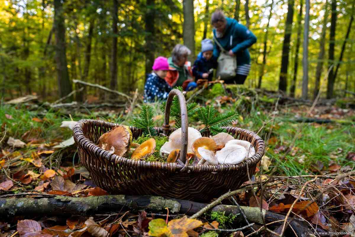 Wenige Pilze im Werdauer Wald: Experten verraten, wann es losgehen könnte