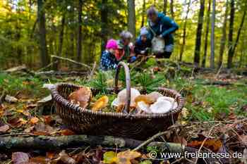Wenige Pilze im Werdauer Wald: Experten verraten, wann es losgehen könnte