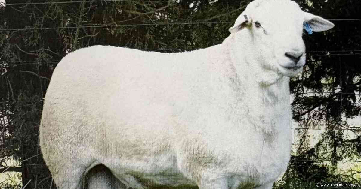 A red-hot start for Tattykeel stud's 13th Australian White ram sale