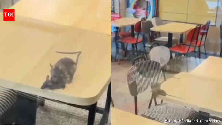 Rats on the menu? McDonald’s outlet in Gujarat caught on camera with rodents roaming tables