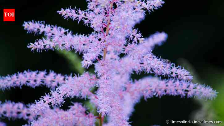 How to grow False Goat's Beard: Fluffy blooms thrive in shade; follow these simple steps