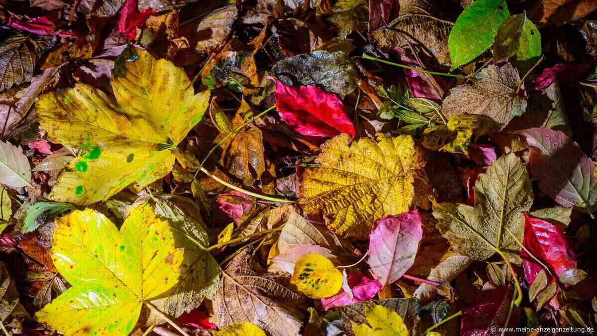 Nasses Laub als Rutschfalle: Was vor Stürzen schützt