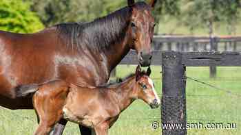 Winx delivers third live foal as owner waits on grand news