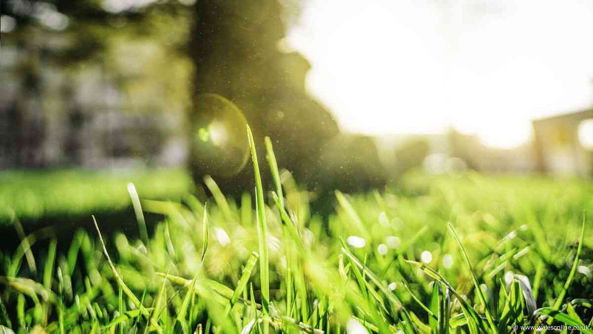 Dead lawns will spring back to life if 4 simple gardening tasks done now