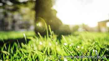Dead lawns will spring back to life if 4 simple gardening tasks done now