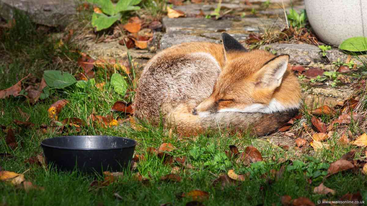 RSCPA 'do not' advice for anyone making 'fox-friendly gardens'