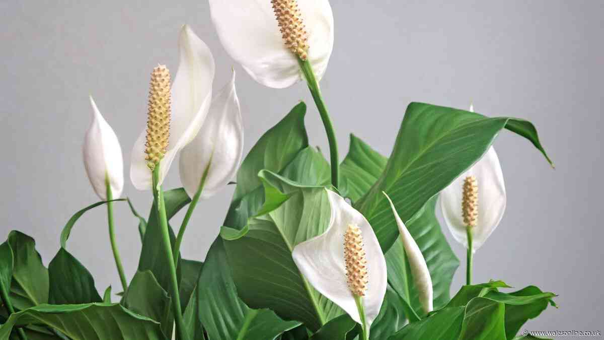 Simple watering technique will leave peace lilies bursting with white blooms