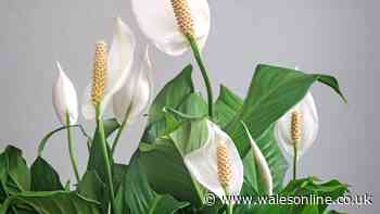 Simple watering technique will leave peace lilies bursting with white blooms