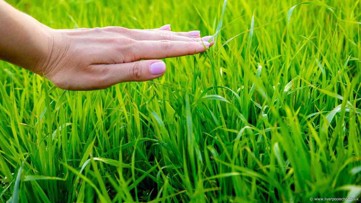 Act now in autumn to bring dead lawns back to life in 4 steps