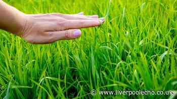 Act now in autumn to bring dead lawns back to life in 4 steps