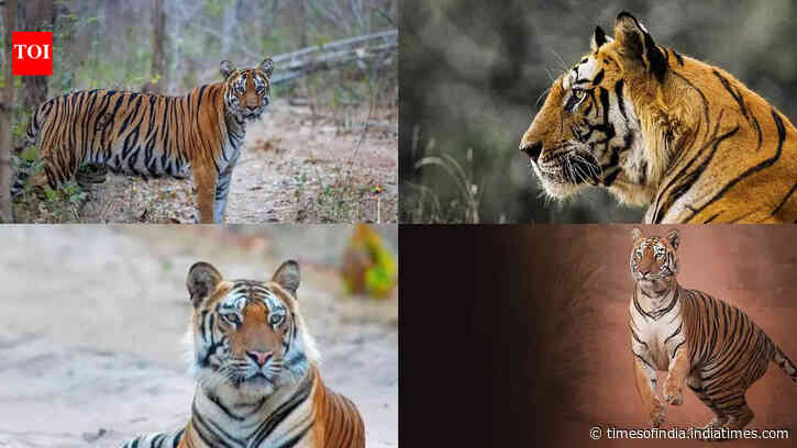 10 legendary tigers of India and why they became famous