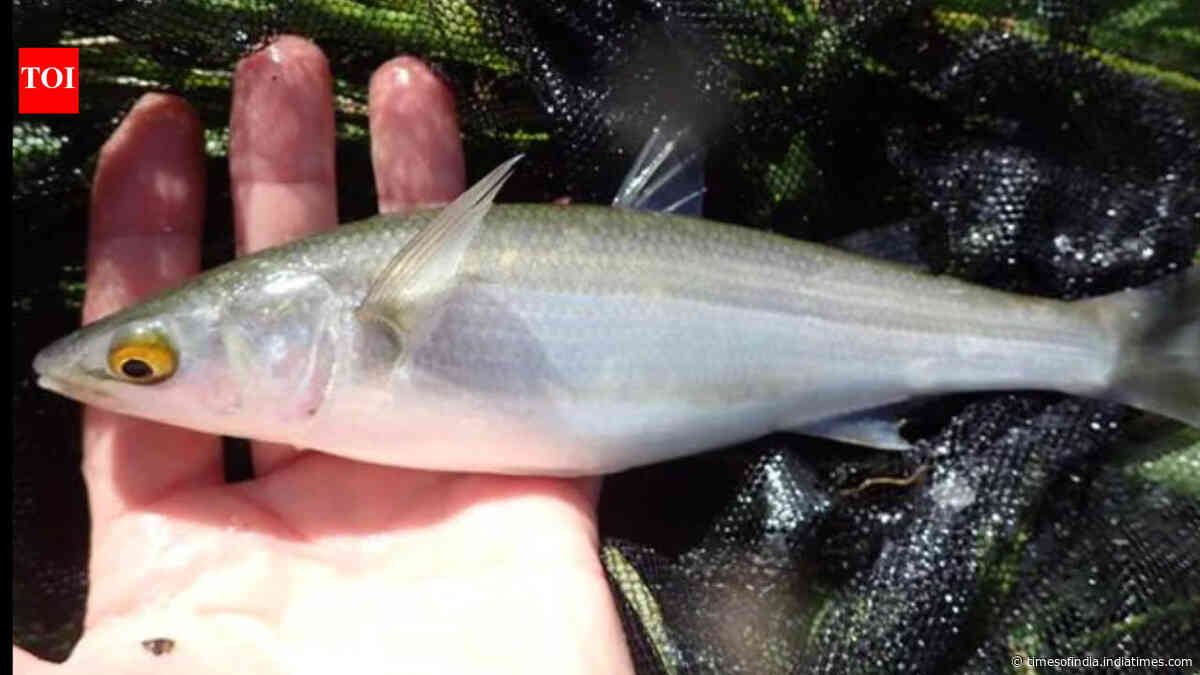 Tasmania removed invasive rice grass; fish species more than doubled in 3 years