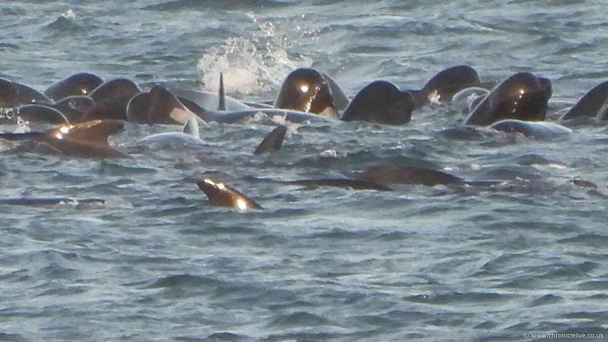 Rescuers confirm total of six whales dead after 'stranding' incident off Northumberland coast