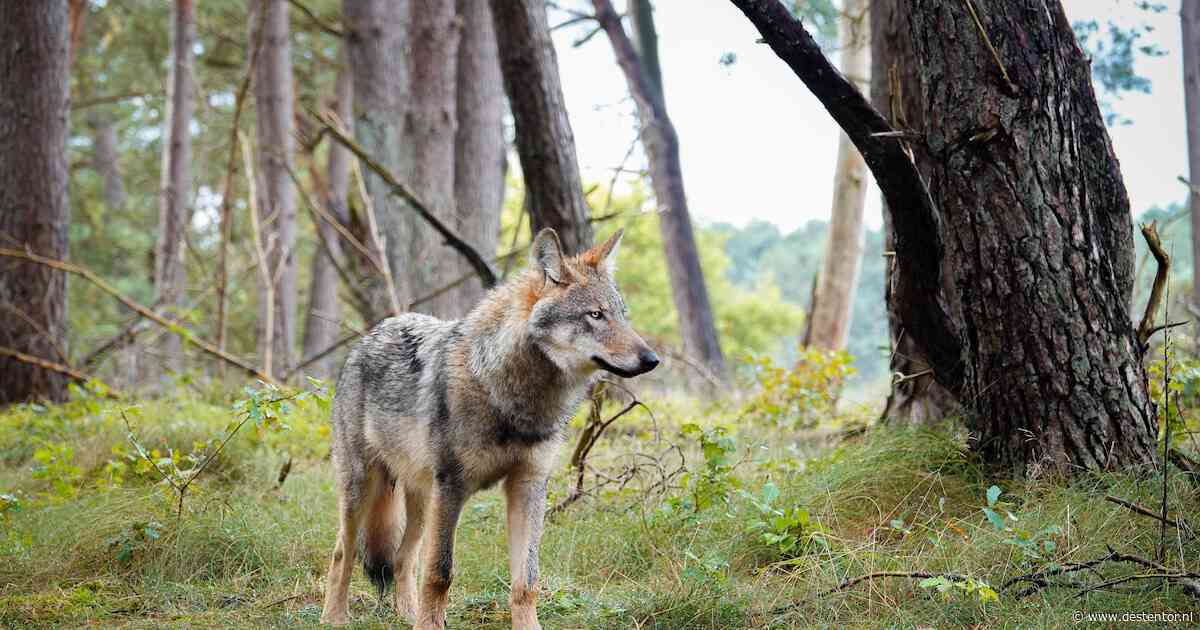 Wethouder wacht af, maar drie partijen in Nunspeet willen nú actie tegen de wolf