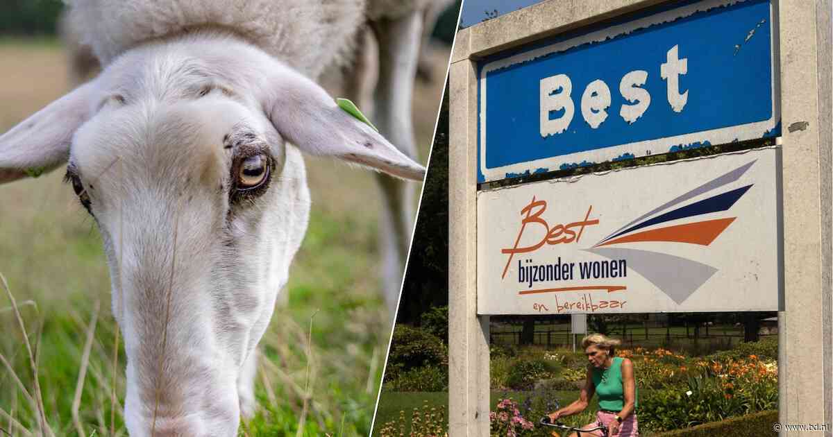 Eigenaar schapenweitje Best: ‘Burgemeester zei dat ik dwangsomboete niet hoefde te betalen’