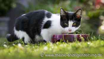 Wassernapf für Katzen: Auf diese Details kommt es an