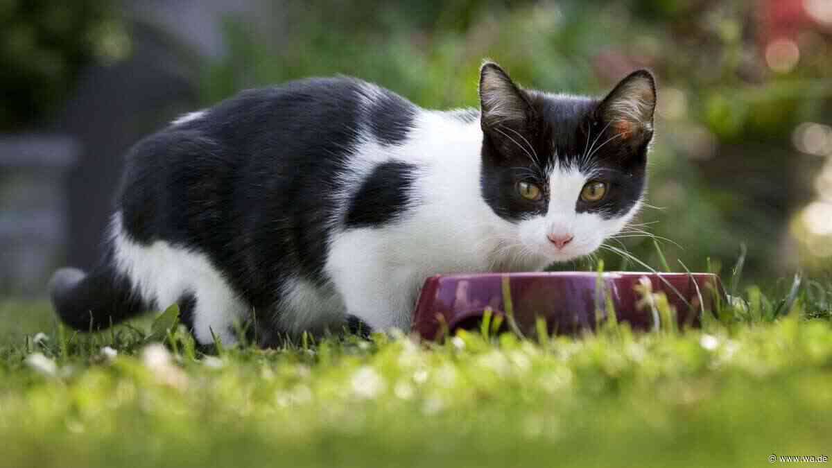 Wassernapf für Katzen: Auf diese Details kommt es an