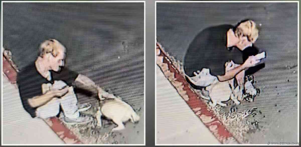 Disturbing Video Shows Man Allegedly Abusing His Pug at a Posh California Marina