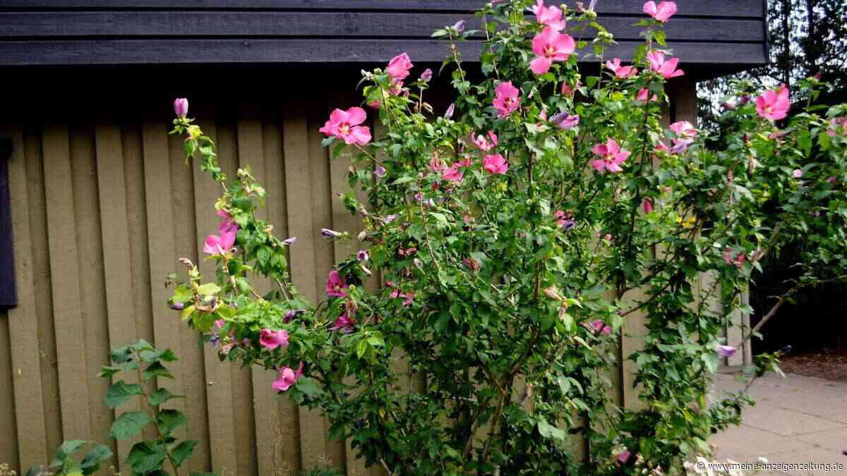 Hibiskus verblüht: Wer jetzt falsch schneidet, riskiert eine magere Saison – das sind die richtigen Schritte