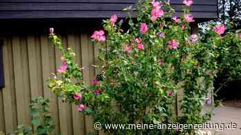 Hibiskus verblüht: Wer jetzt falsch schneidet, riskiert eine magere Saison – das sind die richtigen Schritte