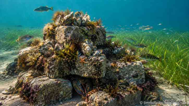 In 2021, researchers began placing concrete-block oyster reefs on Prince Edward Island; biomass rose 45-fold