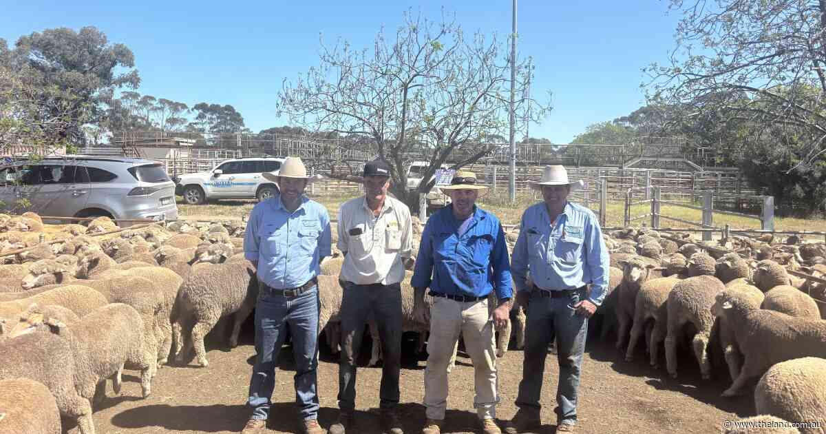 Repeat buyers hold prices firm despite seasonal conditions at West Wyalong sale