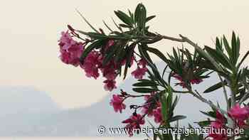 So wird der Oleander vor dem Winter richtig geschnitten