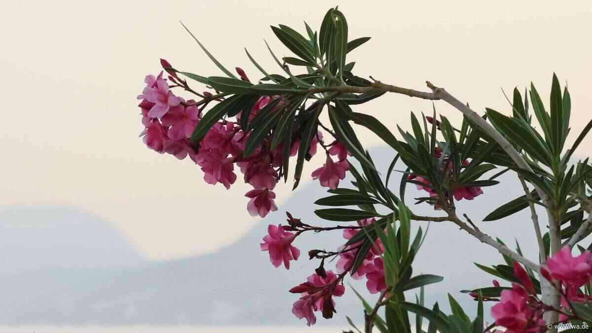 So wird der Oleander vor dem Winter richtig geschnitten