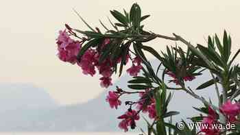 So wird der Oleander vor dem Winter richtig geschnitten