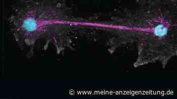 Neu entdeckte Feueramöbe zwingt Forscher, eine Grundregel der Biologie neu zu schreiben