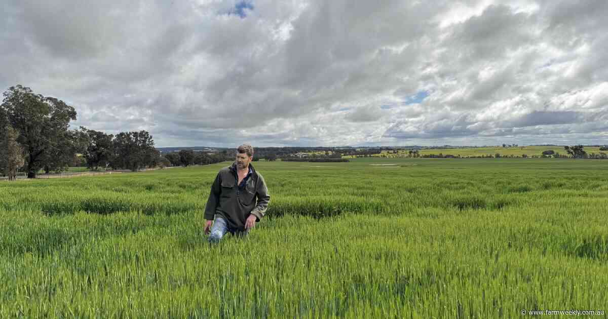Narrogin family hopes to reap a good reward for new barley in tough year