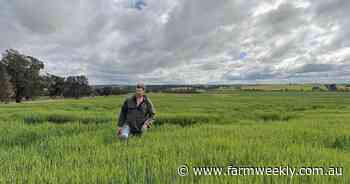Narrogin family hopes to reap a good reward for new barley in tough year