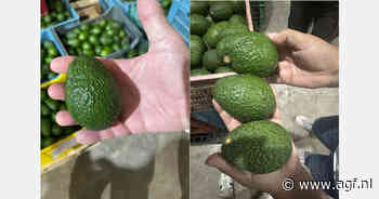 "Mexicaanse avocado’s zoeken nieuwe afzetmarkt"