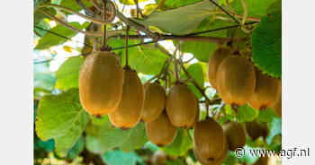 Chileense kiwi-export verdubbelt tegen 2035