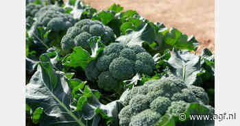 Nieuwe broccolirassen spelen in op machinale oogst