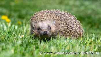 Igel in der Stadt: Was tun (oder besser lassen), wenn man einem Igel begegnet? Experte klärt auf